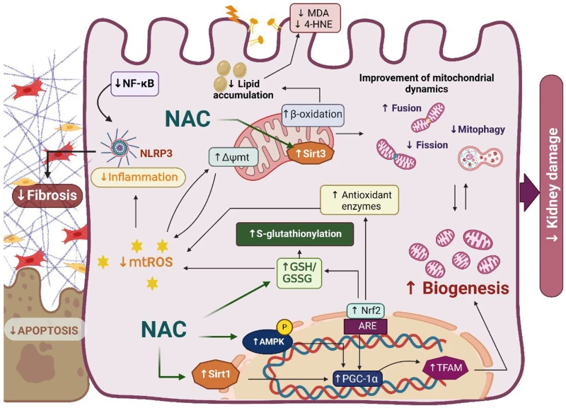 NAC for Kidney damage NAC for Kidney damage