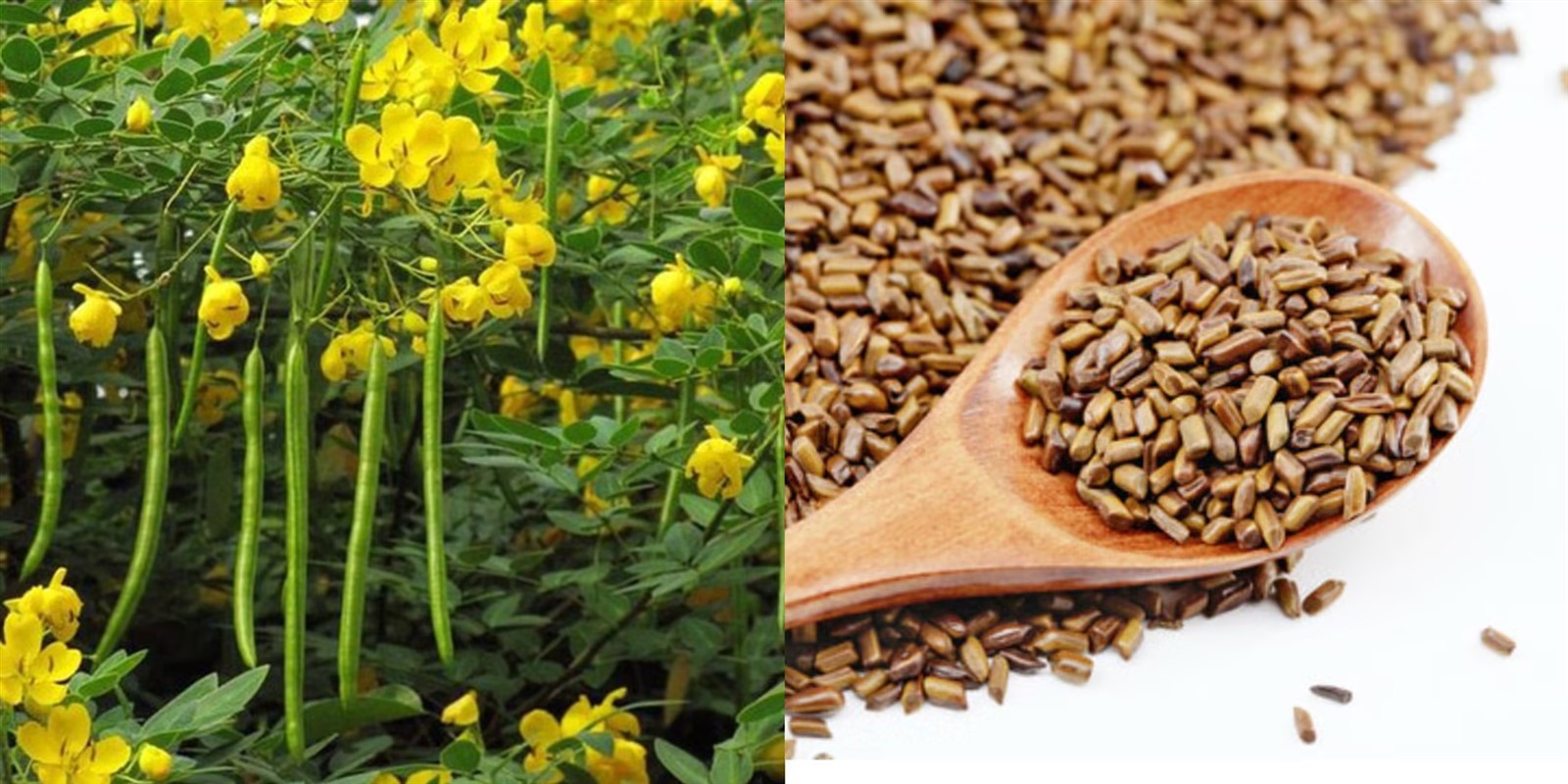 The raw materials of Healthkintai's Cassia Seed Extract The raw materials of Healthkintai's Cassia Seed Extract