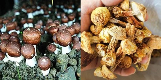 How to Make Agaricus Blazei Murill Extract How to Make Agaricus Blazei Murill Extract
