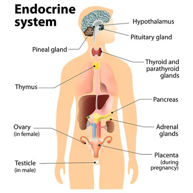 Maca Extract Benefits for Both Sexes Maca Extract Benefits for Both Sexes