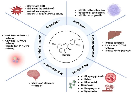 Douglas fir extract Benefits Douglas fir extract Benefits