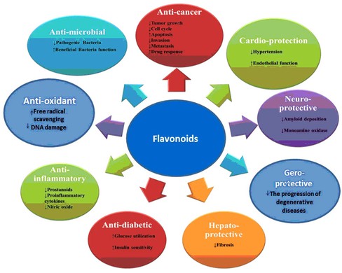 Douglas fir extract dihydroquercetin Side effects Douglas fir extract dihydroquercetin Side effects