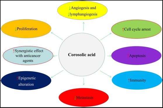 Corosolic Acid Benefits Corosolic Acid Benefits