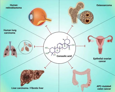 Corosolic Acid Uses Corosolic Acid Uses