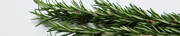 Rosemary Extract Rosemary Extract