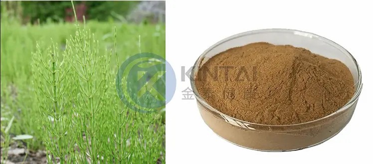 Horsetail Extract Silica Horsetail Extract Silica