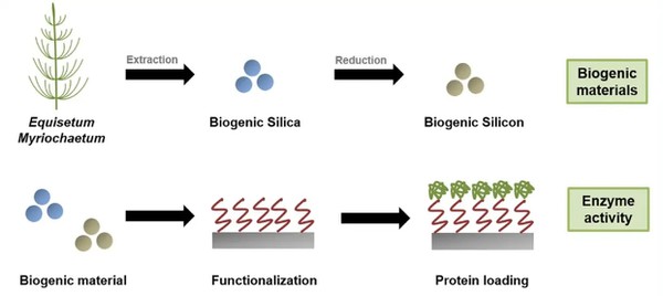 Horsetail Extract Silica Horsetail Extract Silica
