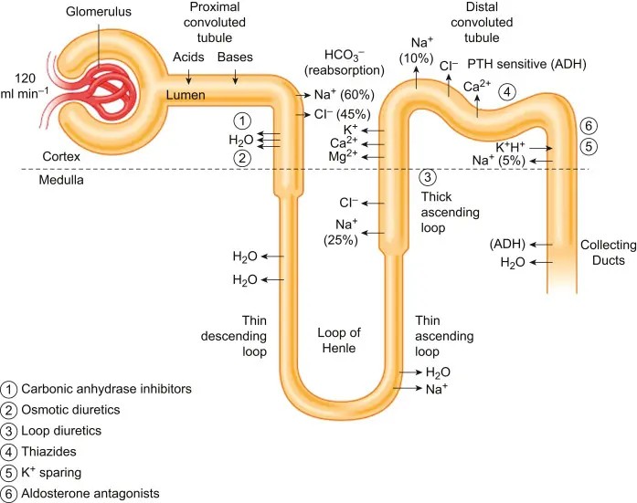 Horsetail Extract Silica Diuretic Horsetail Extract Silica Diuretic