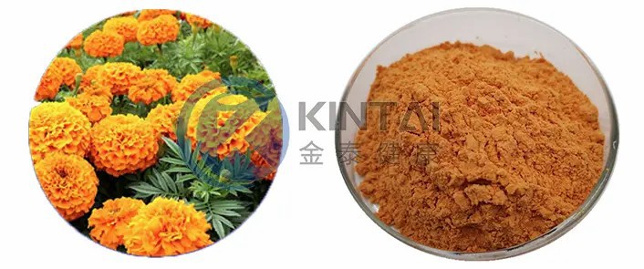Marigold Extract Zeaxanthin Powder Marigold Extract Zeaxanthin Powder