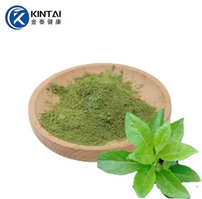 Ashitaba extrakt Chalcones pulver